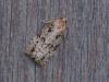 Dichelia histrionana